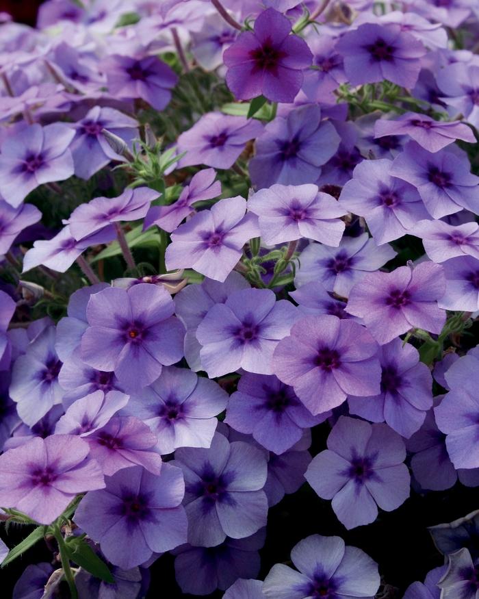 Phlox Intensia® Blueberry