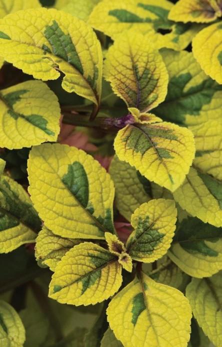 Plectranthus FanciFillers™ Guacamole