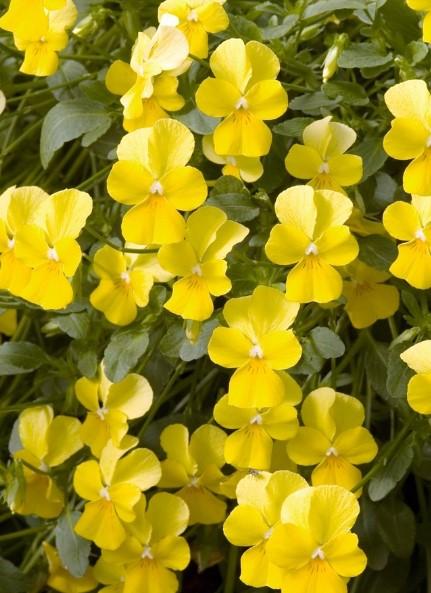 Viola cornuta Violina Yellow