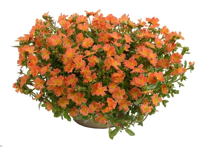 Portulaca oleracea Pazzaz™ Tangerine