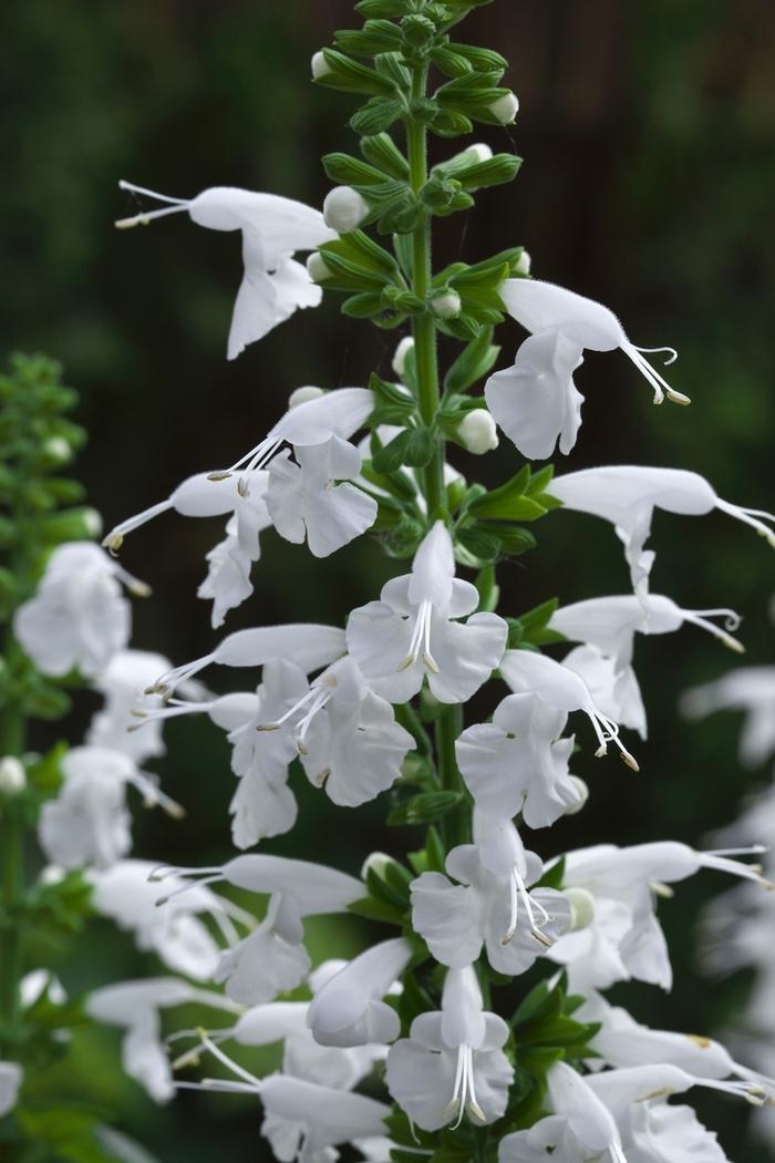 Salvia coccinea Summer Jewel™ White