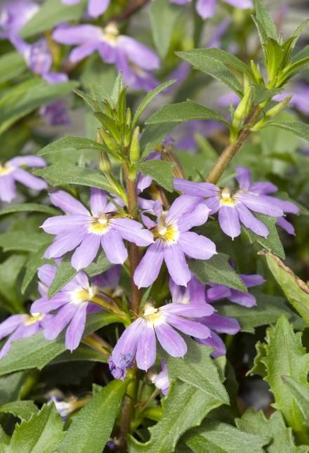 Scaevola aemula Bombay® Blue