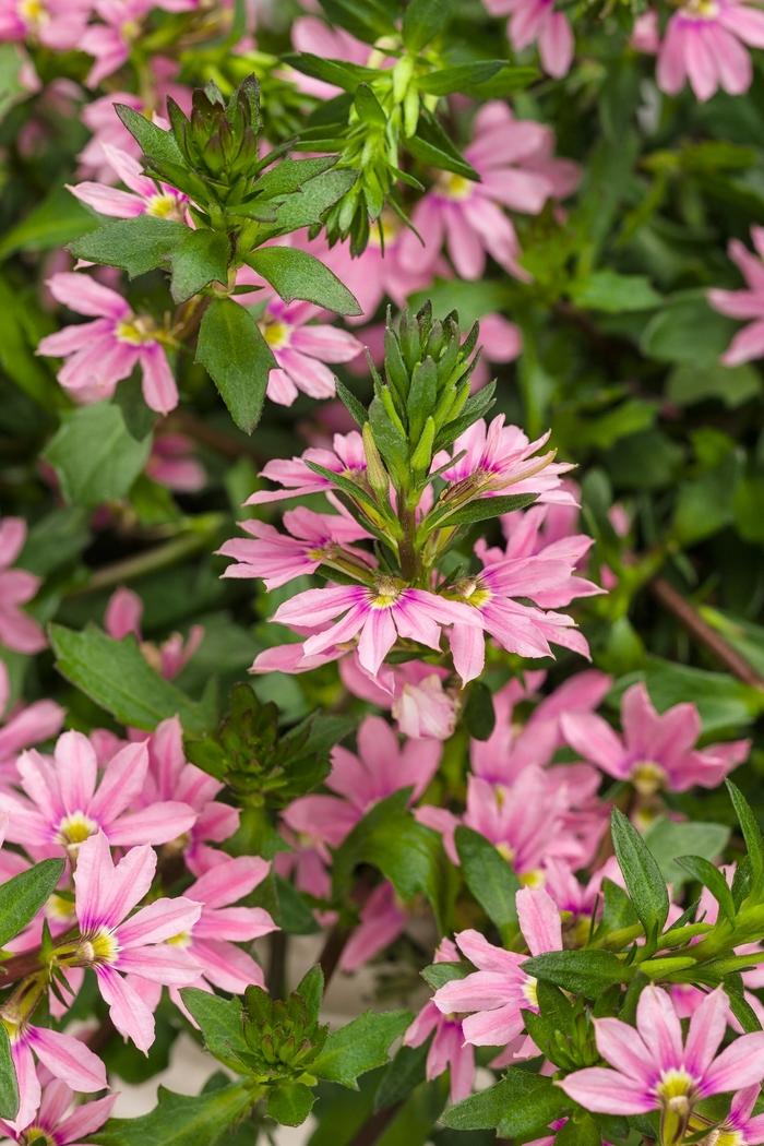 Scaevola aemula Whirlwind® Pink