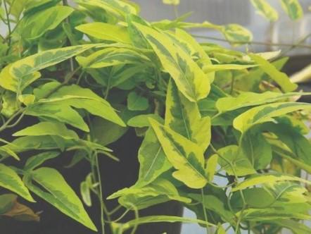 Solanum jasminoides Variegata