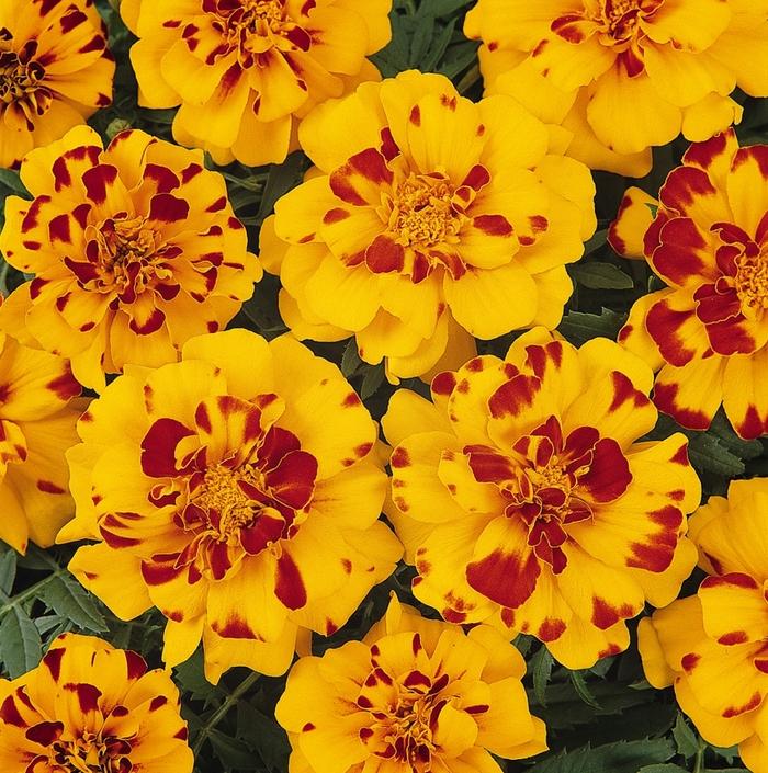 Tagetes patula Durango® Bolero