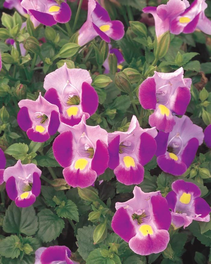 Torenia Catalina® Pink