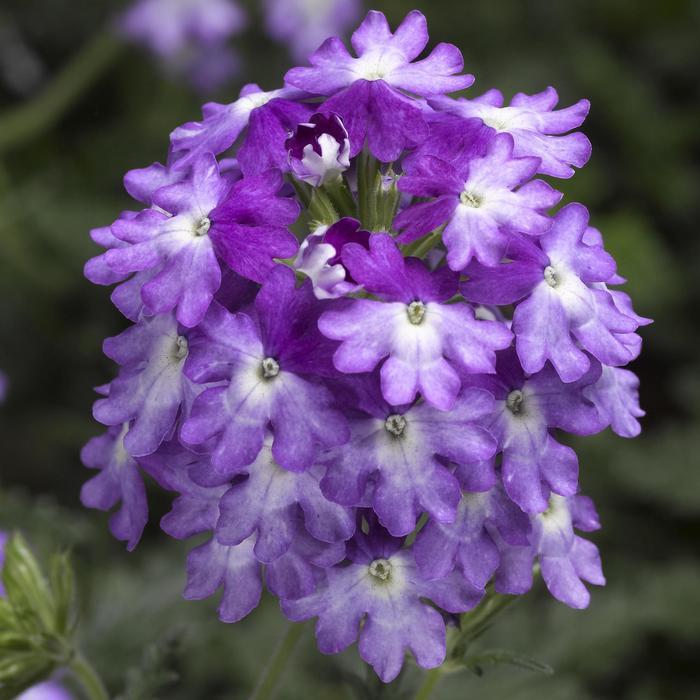 Verbena Lanai® Twister™ Purple 