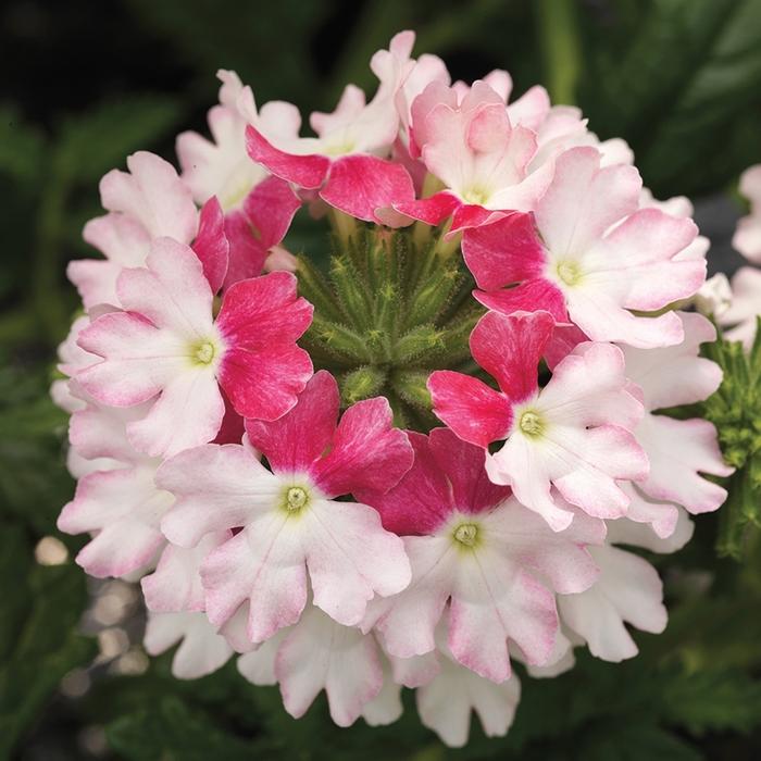 Verbena Lanai® Twister™ Pink 