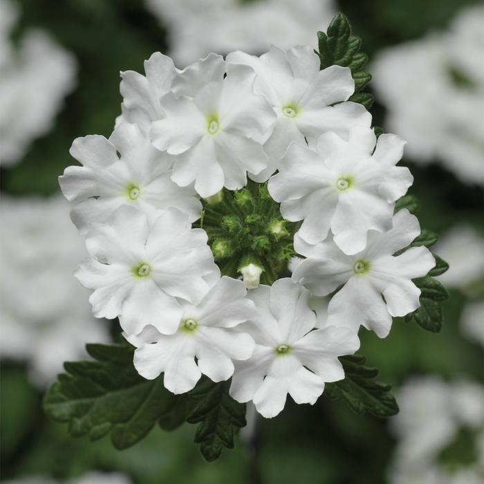 Verbena Lanai® Upright White 