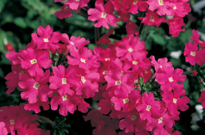 Verbena Lanai® Deep Pink