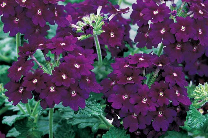 Verbena Lanai® Deep Purple