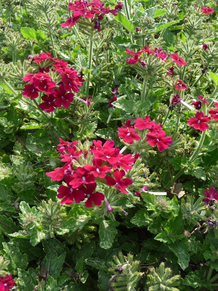 Verbena Lanai® Magenta