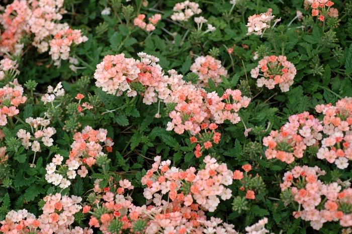 Verbena Lanai® Peach