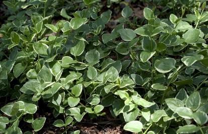 Vinca major Variegata