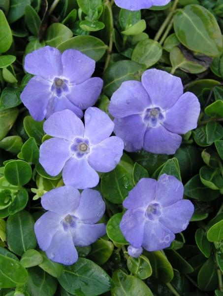 Vinca minor Bowles