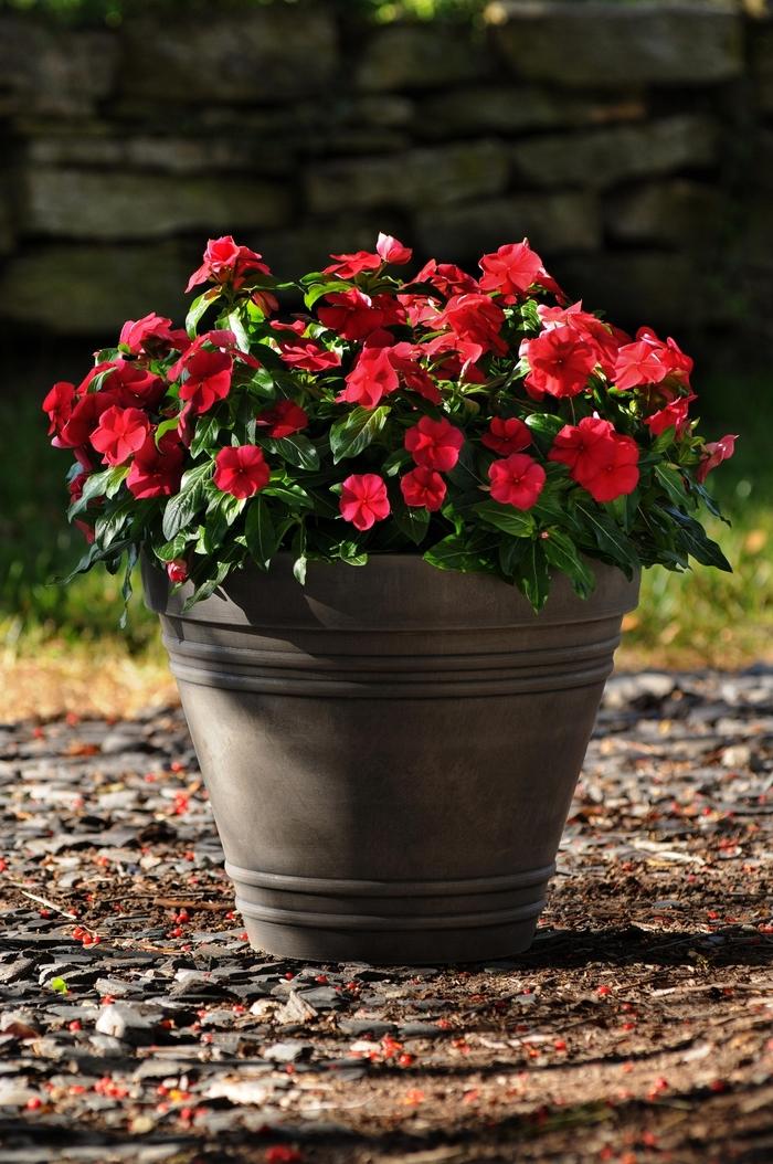 Catharanthus roseus Titan™ Dark Red 