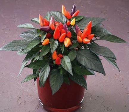 Capsicum annuum Conga&trade;