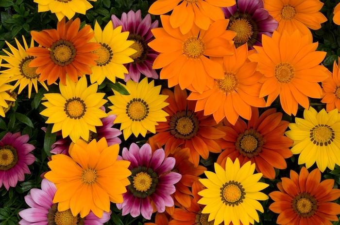 Gazania rigens New Day® Bright Mix