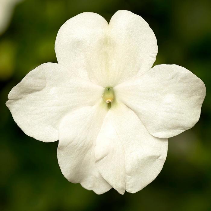 Impatiens walleriana Imara™ XDR White