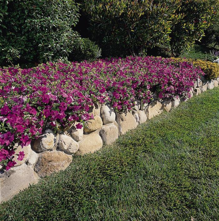 Petunia Wave® Lavender