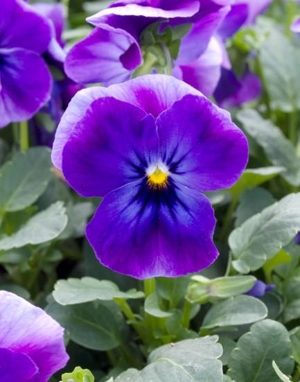 Viola cornuta Skippy Blue