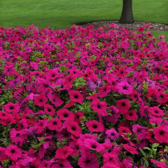 Petunia Wave® Purple Improved