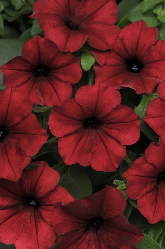 Petunia Tidal Wave® Red Velour