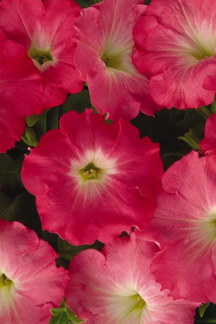 Petunia Easy Wave® Rosy Dawn