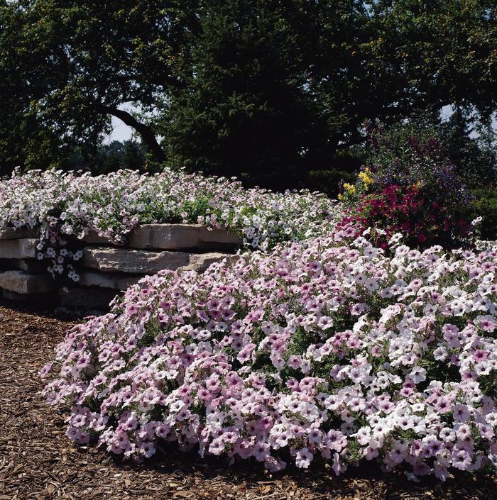 Petunia Tidal Wave® Silver