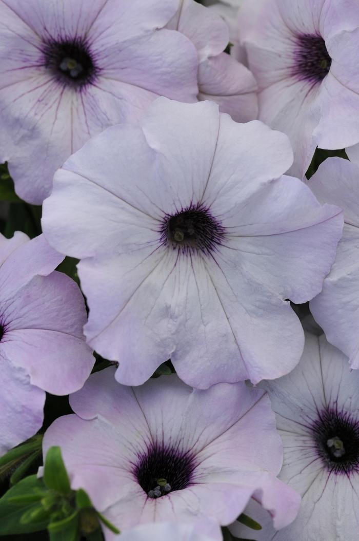 Petunia Easy Wave® Silver