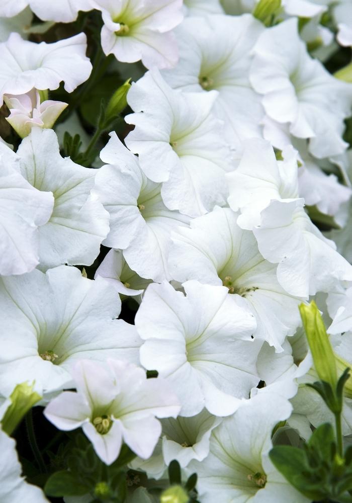 Petunia Easy Wave® White