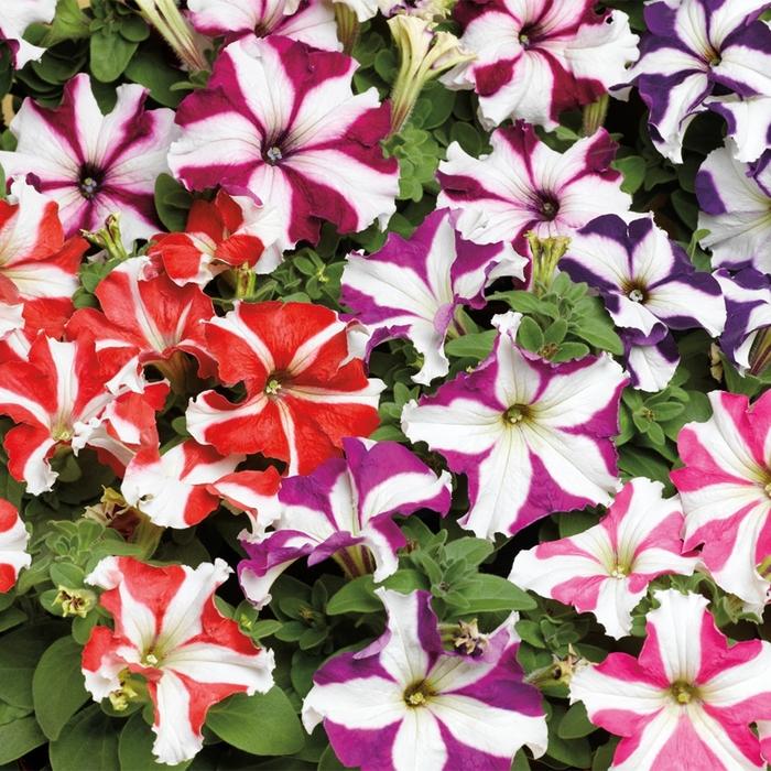 Petunia grandiflora TriTunia™ Star Mix