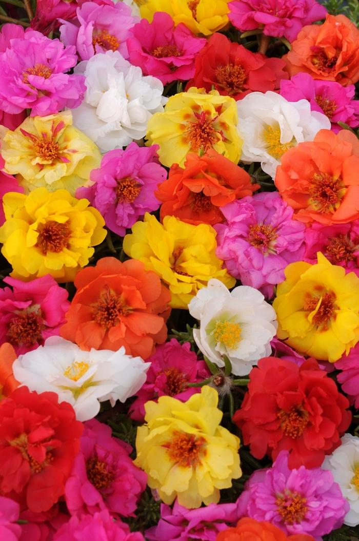 Portulaca grandiflora Happy Trails™ Mixture