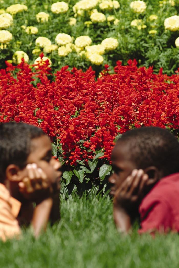 Salvia splendens Red Hot Sally II