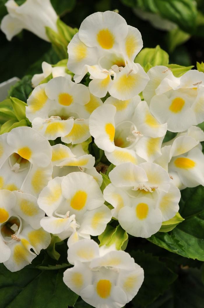 Torenia fournieri Kauai Lemon Drop