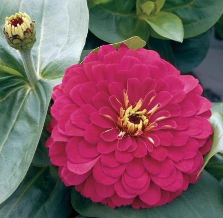 Zinnia elegans Magellan™ Cherry