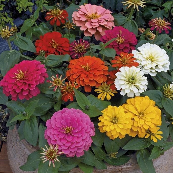 Zinnia elegans Magellan™ Mix