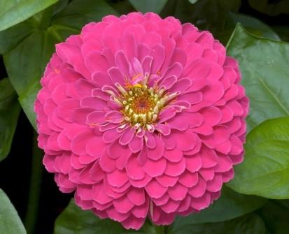 Zinnia elegans Magellan™ Pink