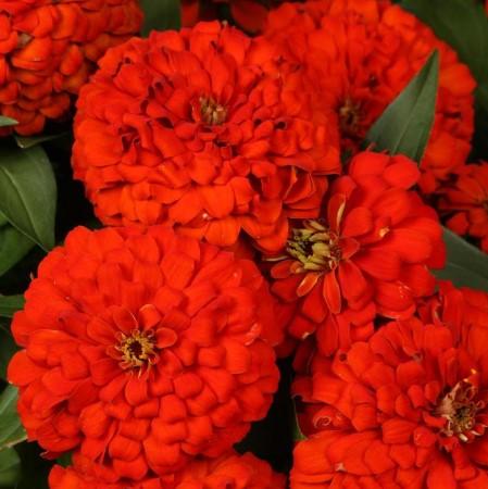 Zinnia elegans Magellan™ Scarlet