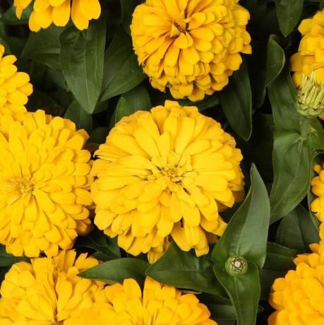 Zinnia elegans Magellan™ Yellow