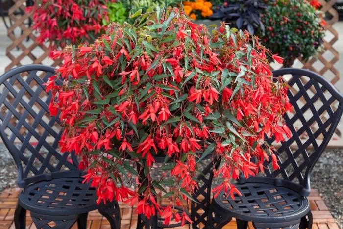 Begonia boliviensis Bossa Nova® Red