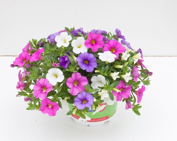 Calibrachoa Trixi® Party Favor