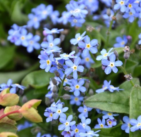 Myosotis sylvatica Mon Amie Blue