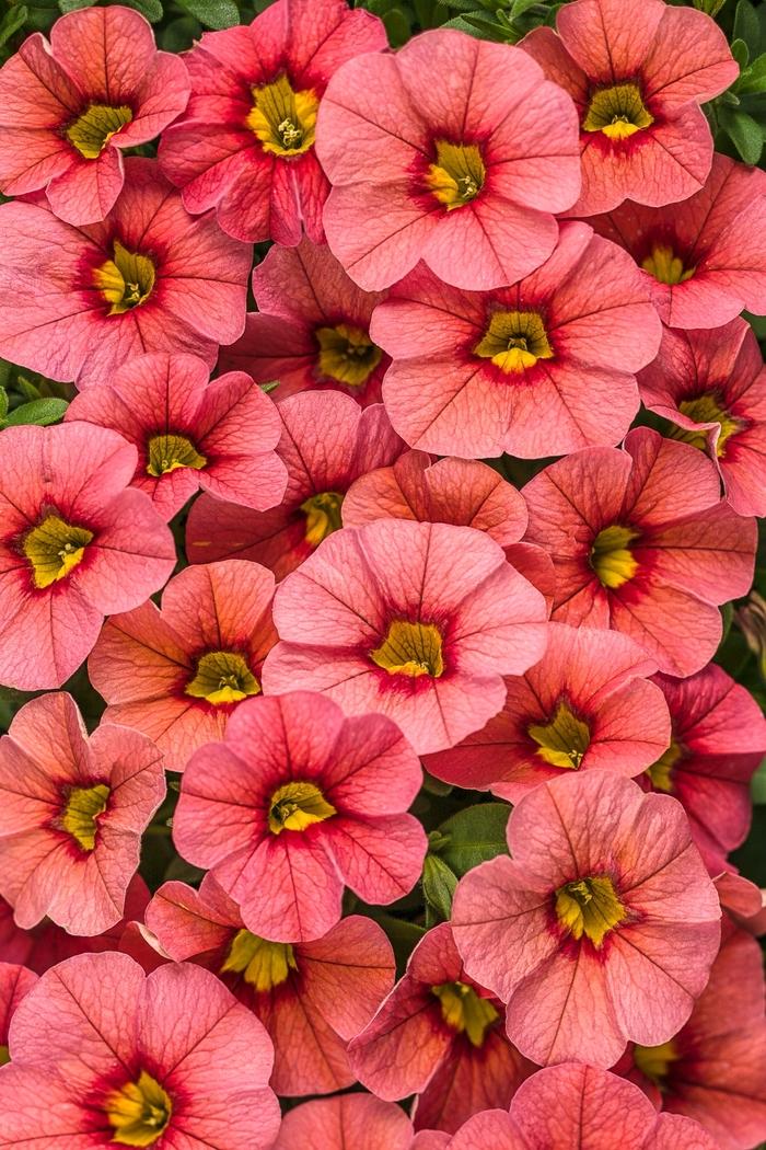 Calibrachoa Superbells® Coralina