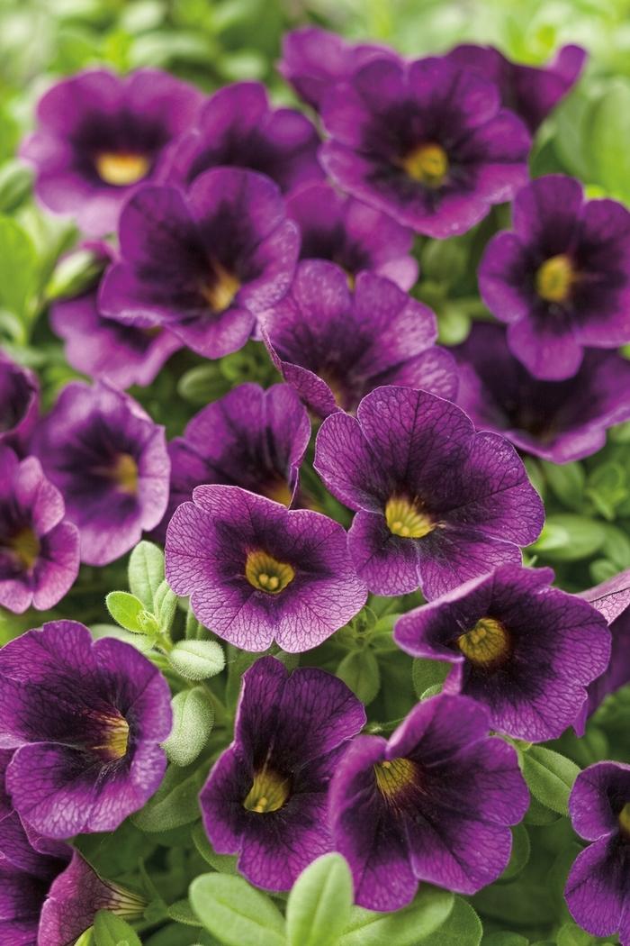 Calibrachoa Superbells® Grape Punch™