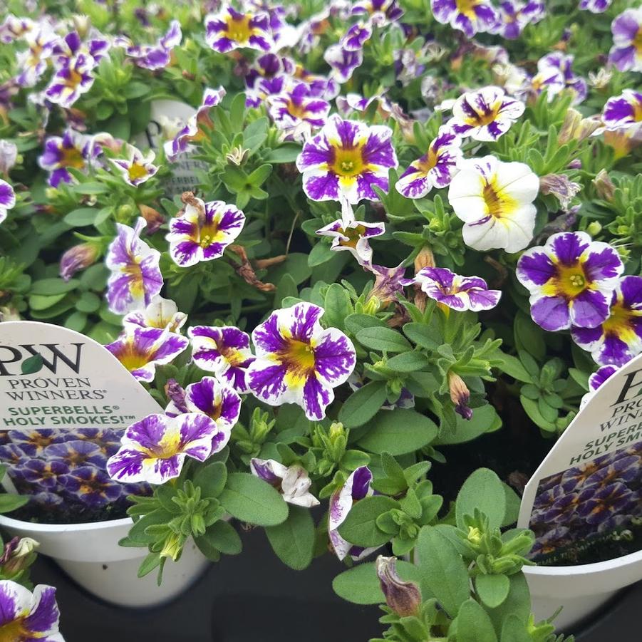 Calibrachoa Superbells® Holy Smokes!®