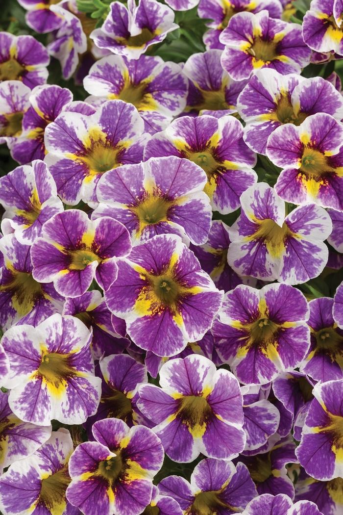Calibrachoa Superbells&reg; Holy Smokes!&reg;