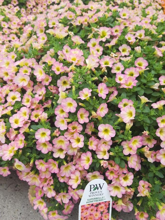 Calibrachoa Superbells® Honeyberry™