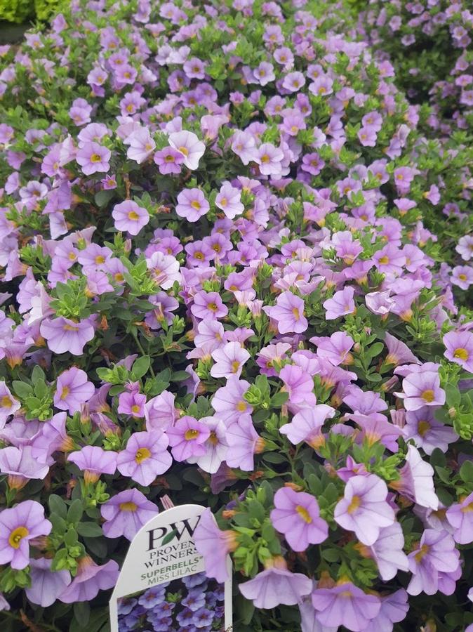 Calibrachoa Superbells® Miss Lilac