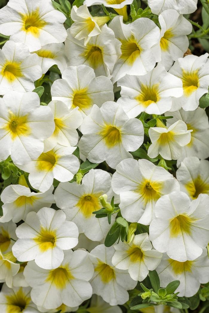 Calibrachoa Superbells® Over Easy™